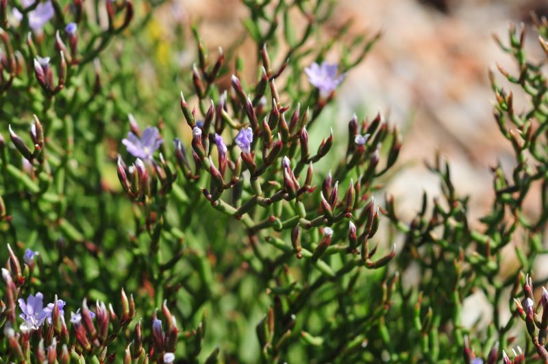 Limonium contortirameum